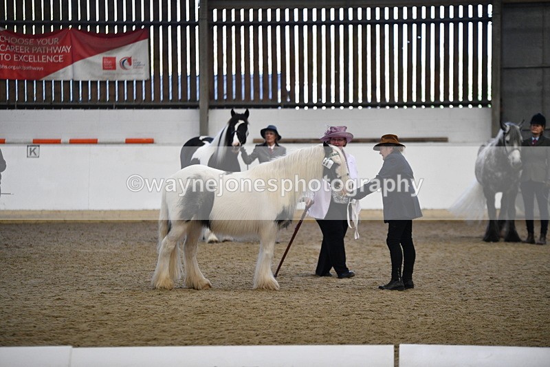 WJ5_5439 - Class 8 In hand cob