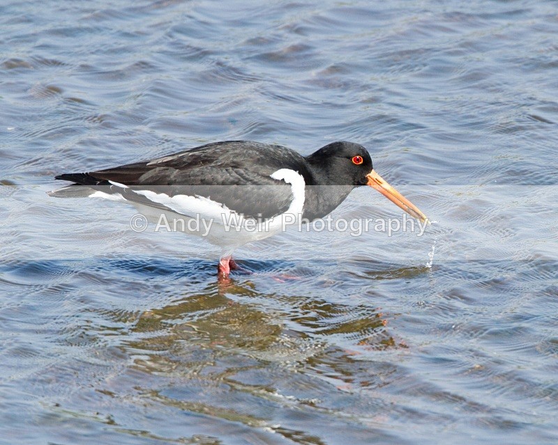 20110422-IMG_4695 - Oyster Catcher