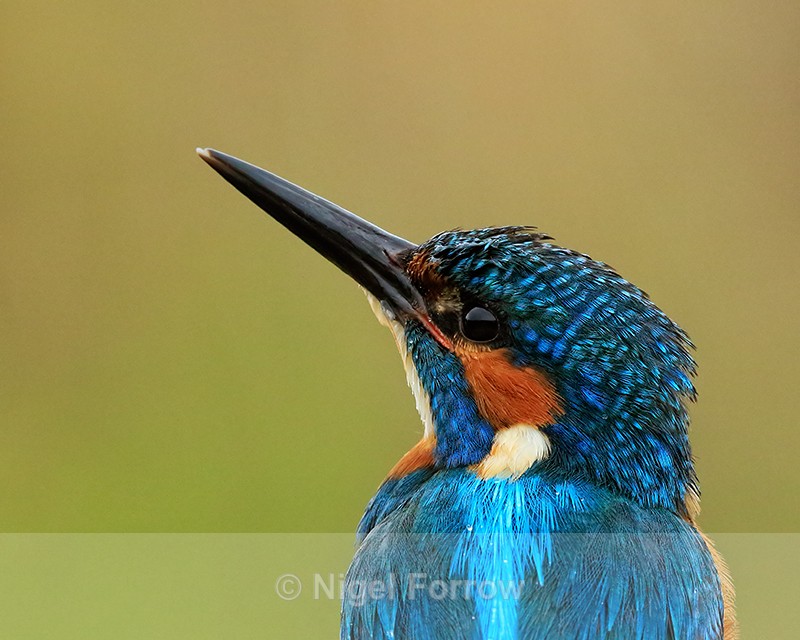 Kingfisher (male) close-up, Scotland - Kingfisher