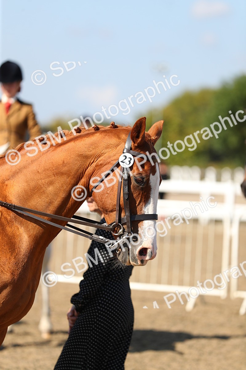 SBM_02363 - Class 43 Ridden Competition Horse/Pony