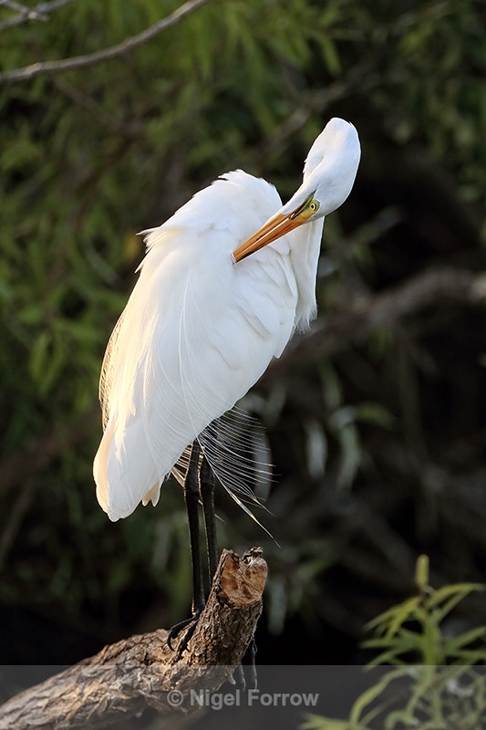 Great Egret late afternoon preen, Venice Rookery, Florida - Great Egret