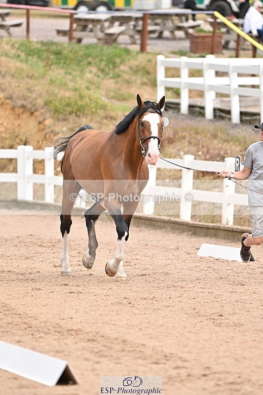 250716-150716-01647 - Trot Up 2.30 to 3.30