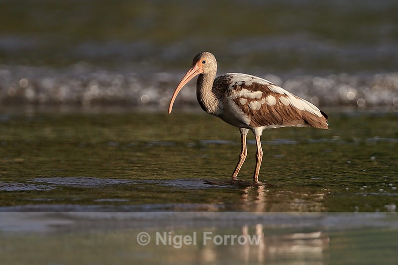 Juvenile White Ibis, Playa Cativo Lodge, Costa Rica - White Ibis