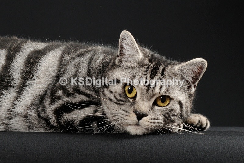 Catershan Silver Harriette (18) - Catershan British Shorthairs