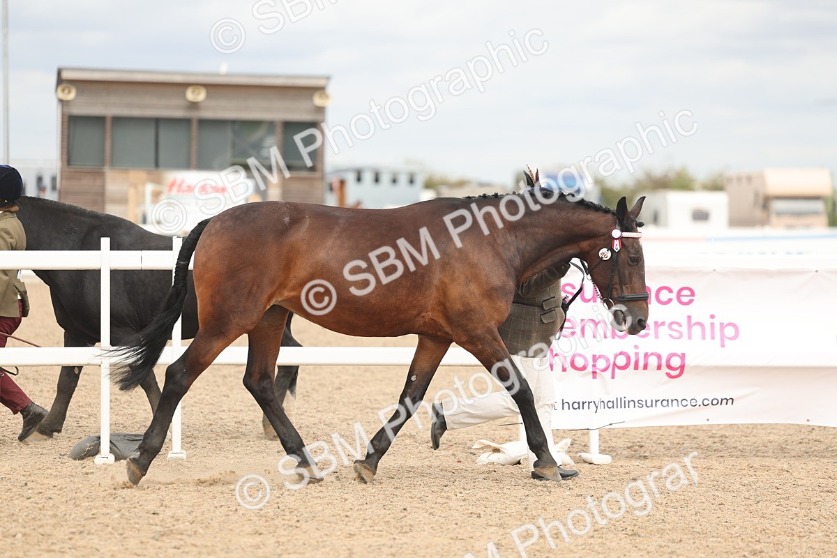 SBM_16953 - Class 312 - IH Competition Horse-Pony
