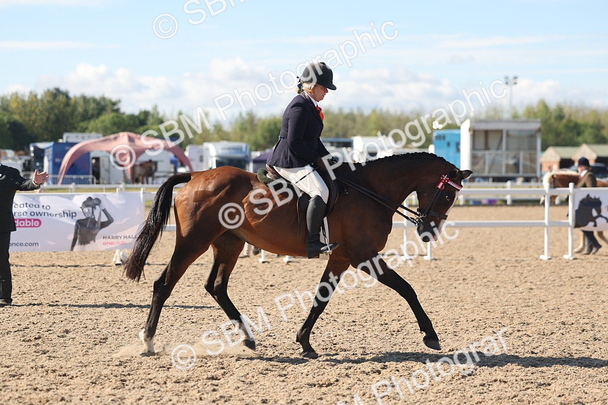 SBM_13037 - Class 305 - Ridden Foreign Breed Pure Bred