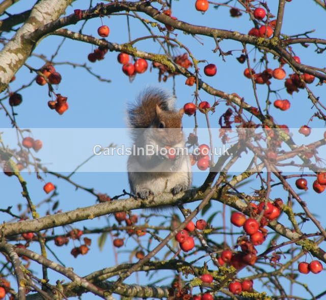 02 Grey Squirrel eating a crabapple - WINTER 2020 /21