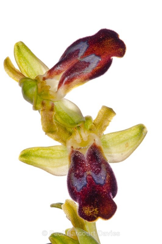  - WB: Orchids - Ophrys