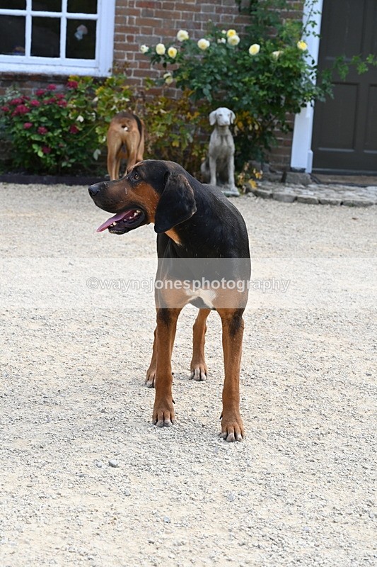 WJ6_3905 - Berks & Bucks - The Old farmhouse - Hound Exercise 20-08-25