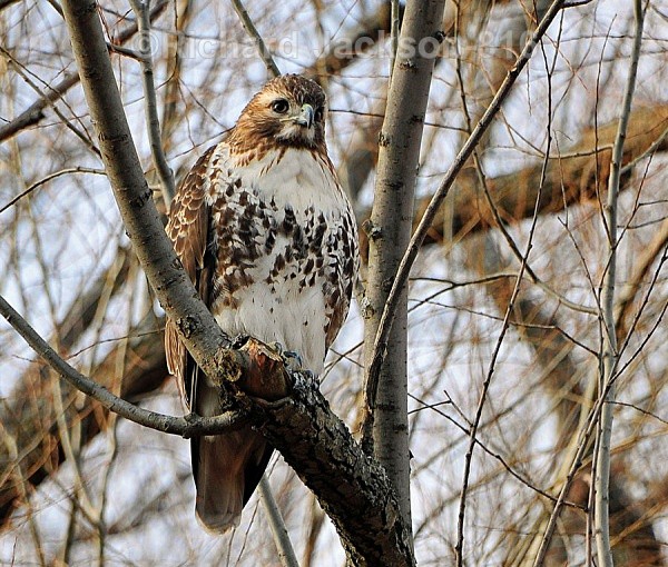 Looking For A Meal - Birds