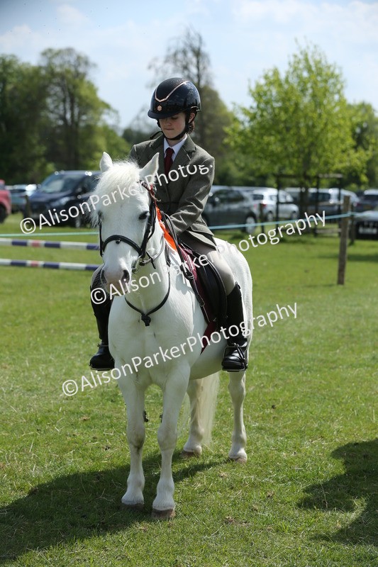 20250427-3452 - Class 8 - Handsomest Gelding