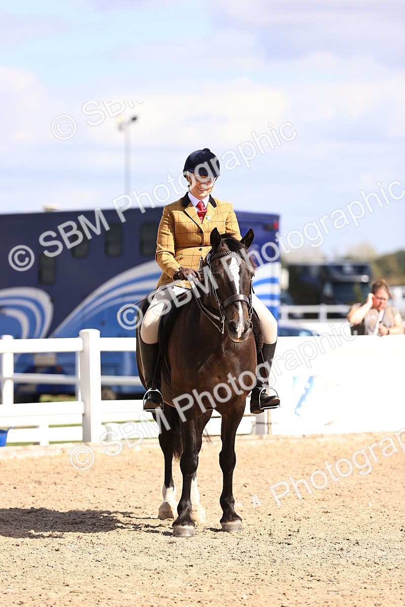 SBM_14399 - Class 412 - Handsomest Gelding (IH or Ridden)Adult