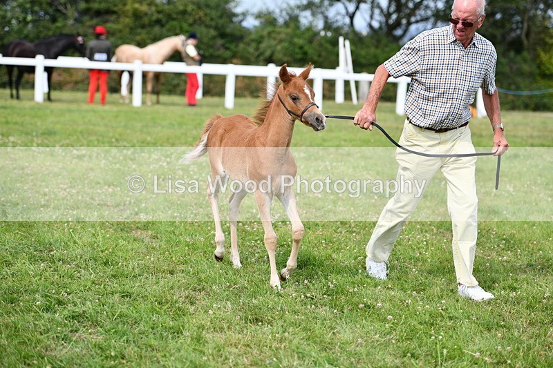 DSC_8661 - Classes 70 and 71: NPS Show Pony Brrod Mare and Foal