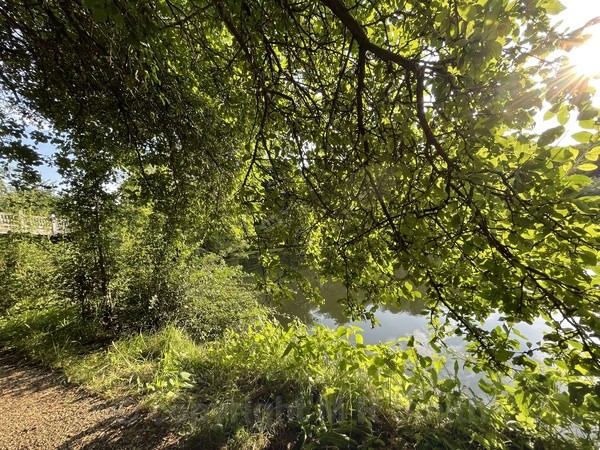 Looking Across - LANDSCAPES & TREES