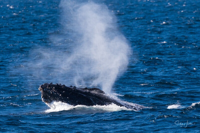 Humpback blow 0A3A6425 - Humpback Whales