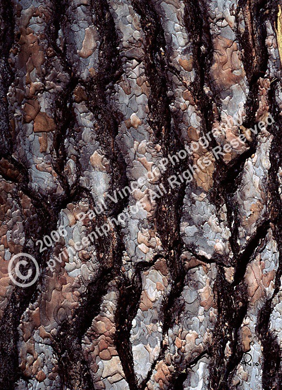 Bark Pattern - Patterns