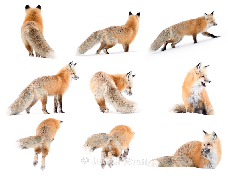 Red Fox Composite - Yellowstone