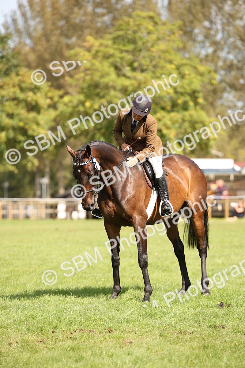 SBM_65964 - S64 - Riding Horse & Hack & Thoroughbred Ridden
