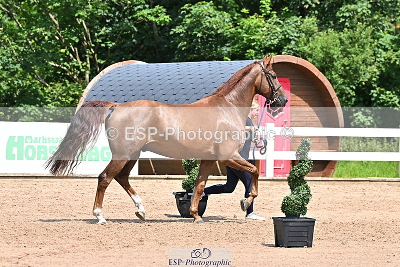 240718A-105256-01360 - Trot Up 12pm to 1pm