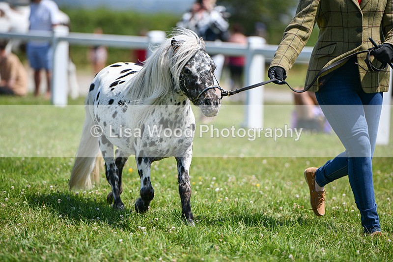 DSC_7208 - Class 61: Miniature Horse 4yrs & over
