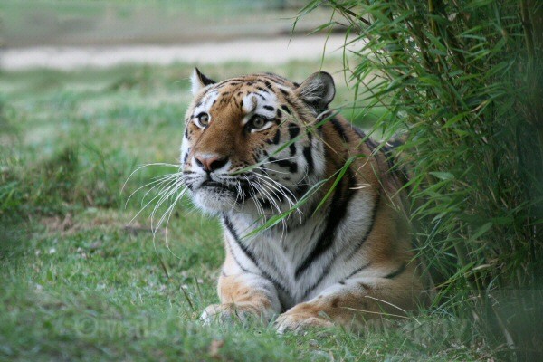269 RONJA - BIG CATS