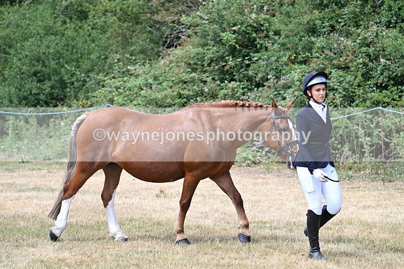 WJ7_1959 - Class 4a Prettiest Mare 14.2hh and over hand
