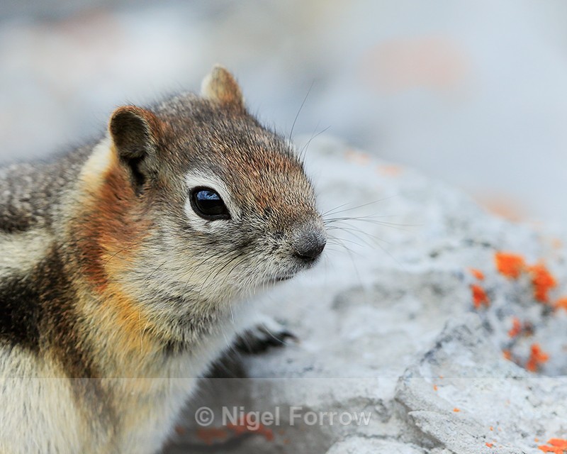 Golden-mantled Ground Squirrel, close view, on Sulphur Mountain, Banff - Squirrel