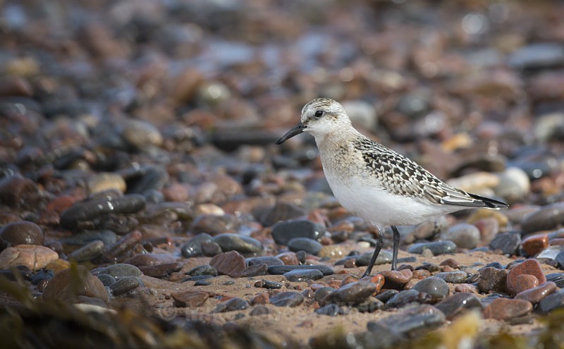 Little Stint, Chanonry point, Moray firth, Scotland - Little Stint. Chanonry point, Moray firth, Scotland