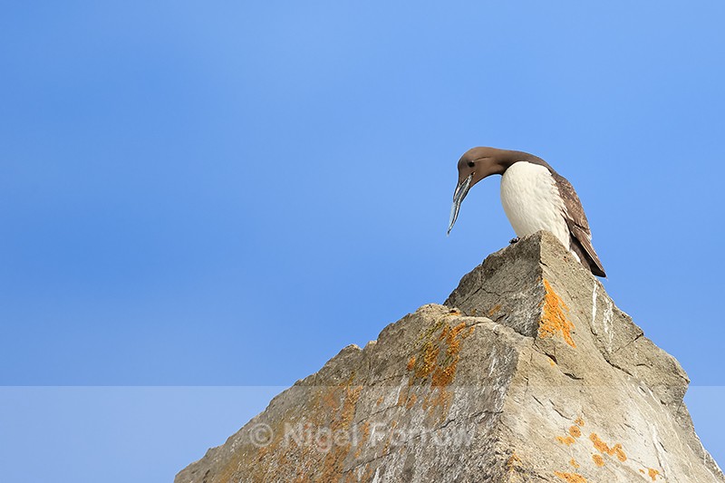 Common Murre perched with fish, Duck Island, Alaska - Common Murre (Guillemot)