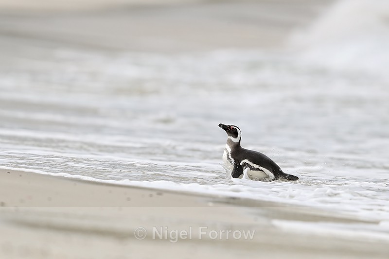 Magellanic Penguin returns to beach, Carcass Island, Falklands - Magellanic Penguin
