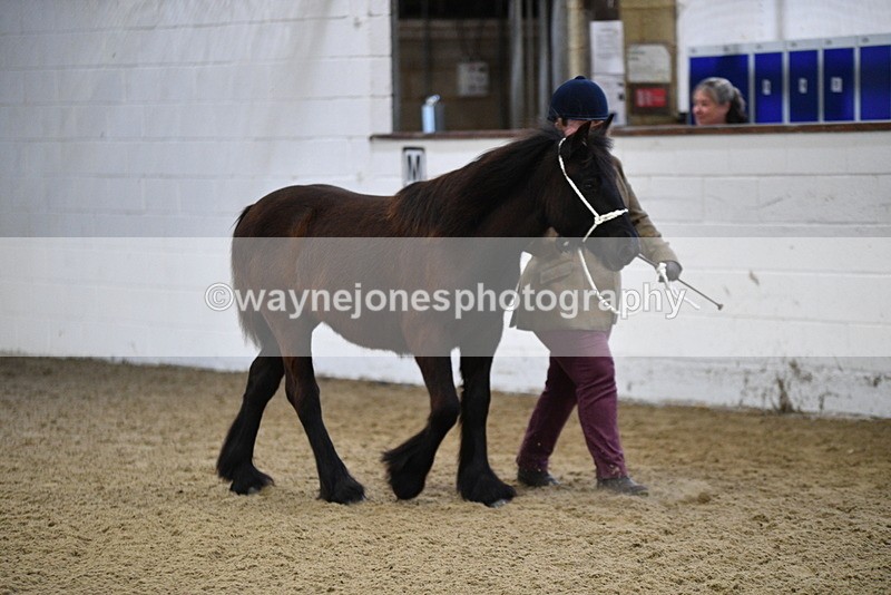 WJ5_3358 - Class 1 Youngstock