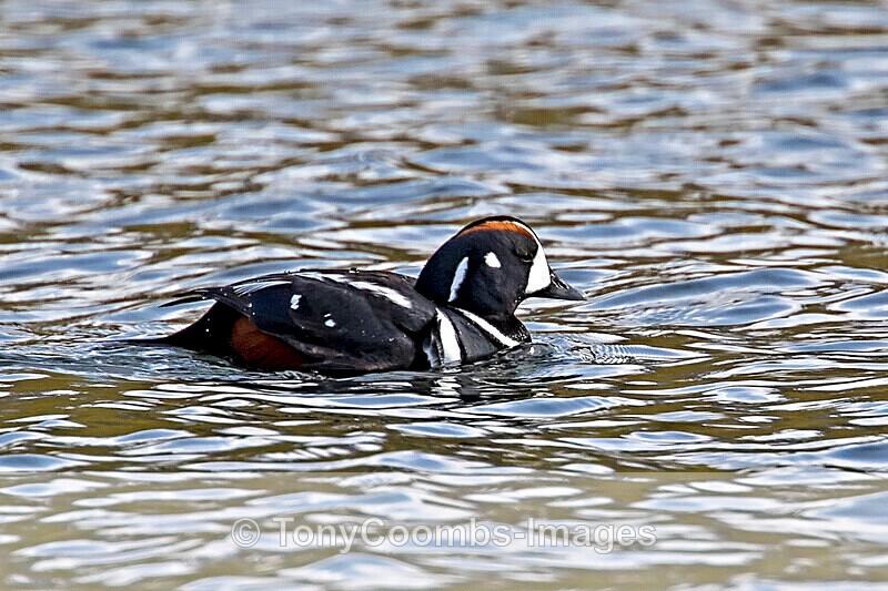 Harlequin Duck (m) - Iceland