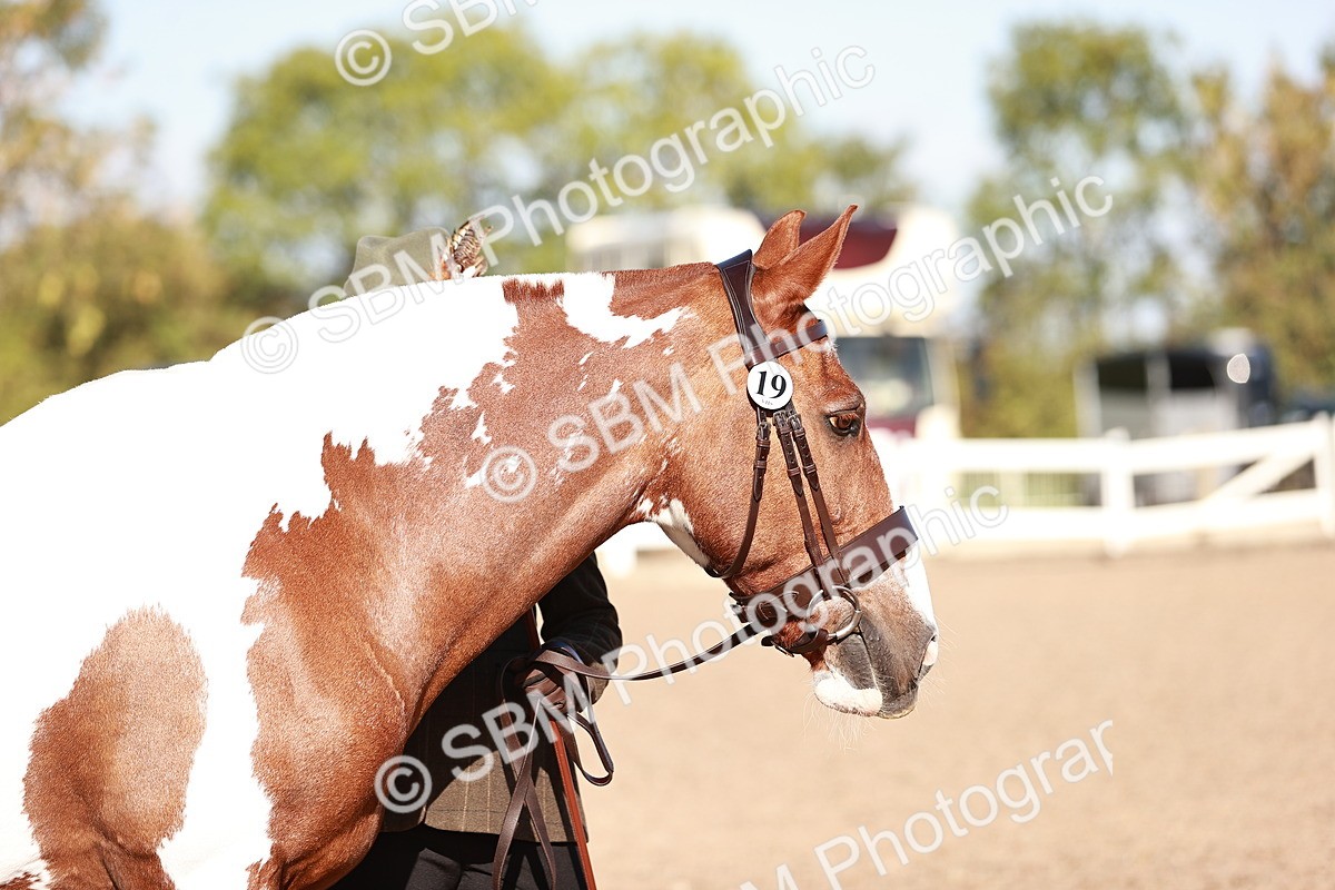 SBM_22036 - Class 702 - IH Show Horse-Pony