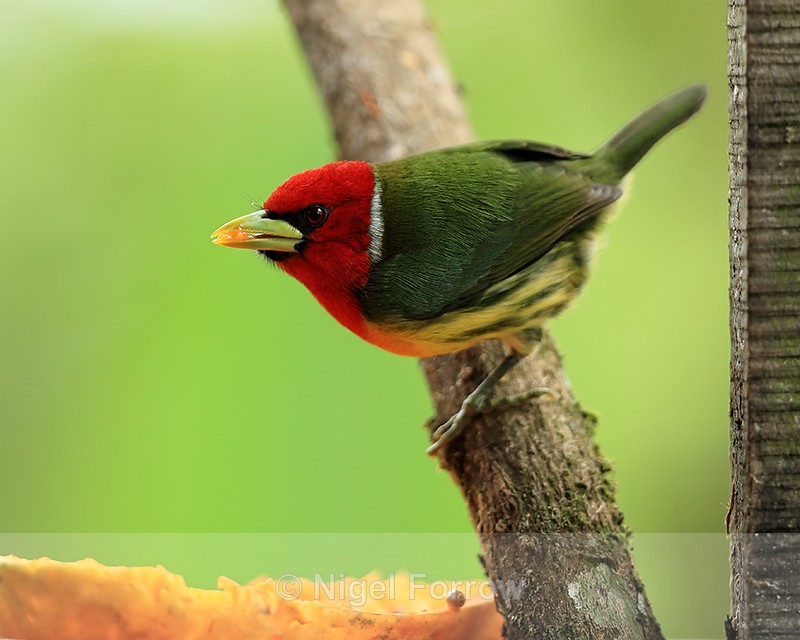 Red-headed Barbet at feeder, Buena Vista, Costa Rica - Red-headed Barbet