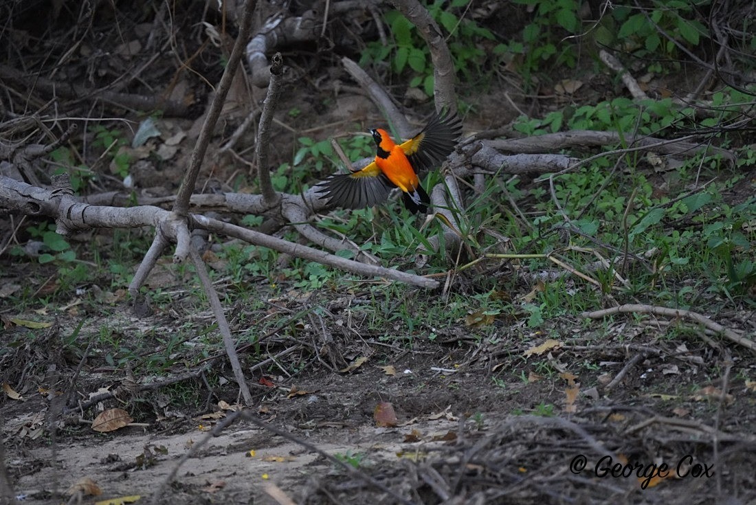 Red bird - Brazil