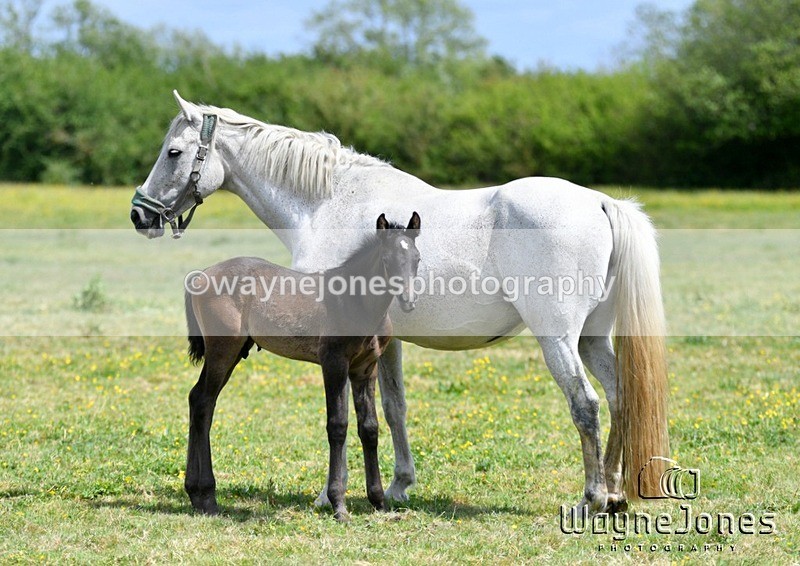 WJ5_4315 - Lyford Stud - Foals 01-06-25