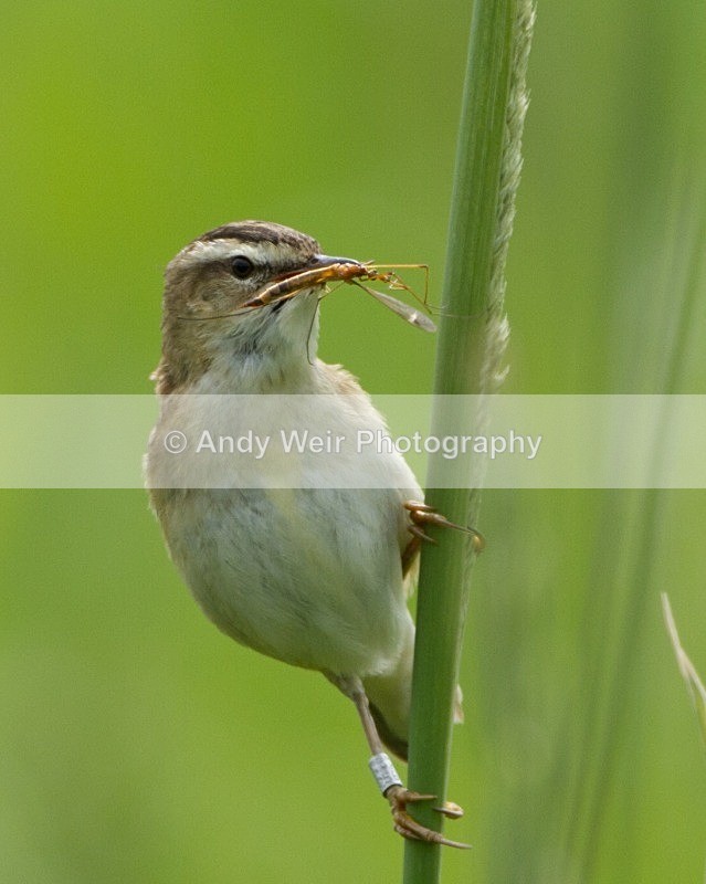 20110618-IMG_6007 - Sedge Warbler