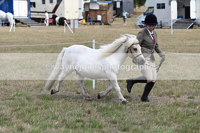 WJ6_5954 - Class 19 In-hand Veterans (Uploaded correct folder)