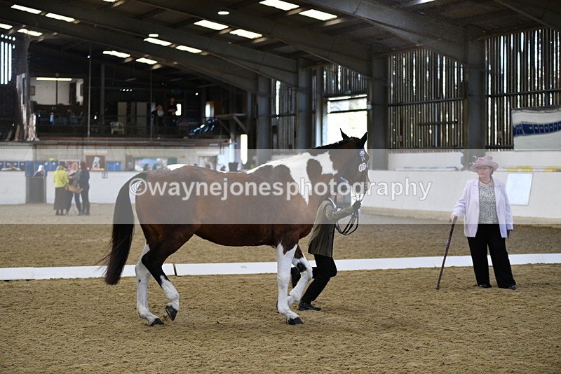 WJ5_3856 - Class 5 In Hand Veterans