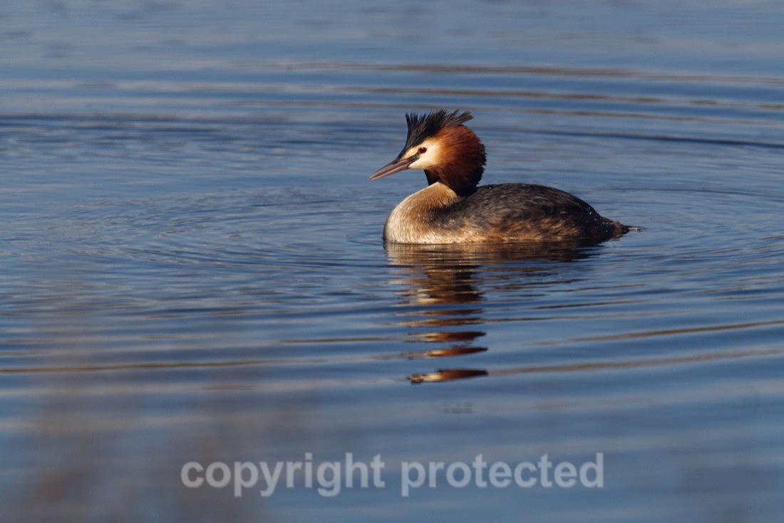 Great Crested Grebe - Lackford Lakes - Suffolk - Birds
