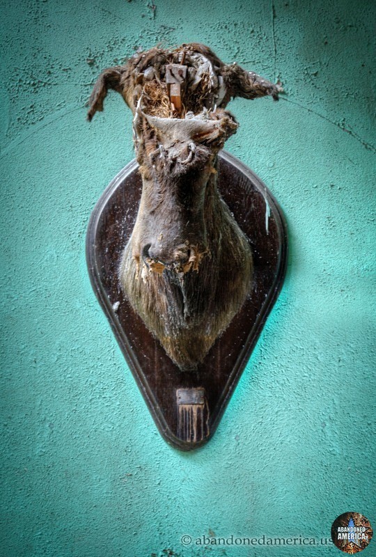 New Castle Elks Lodge (New Castle, PA) | Elk Head - New Castle Elks Lodge