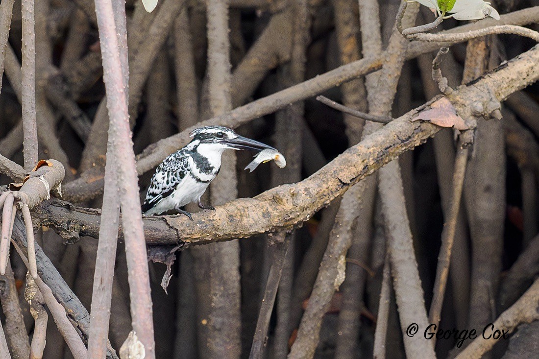 Pied Kingfisher - Gambia 2025