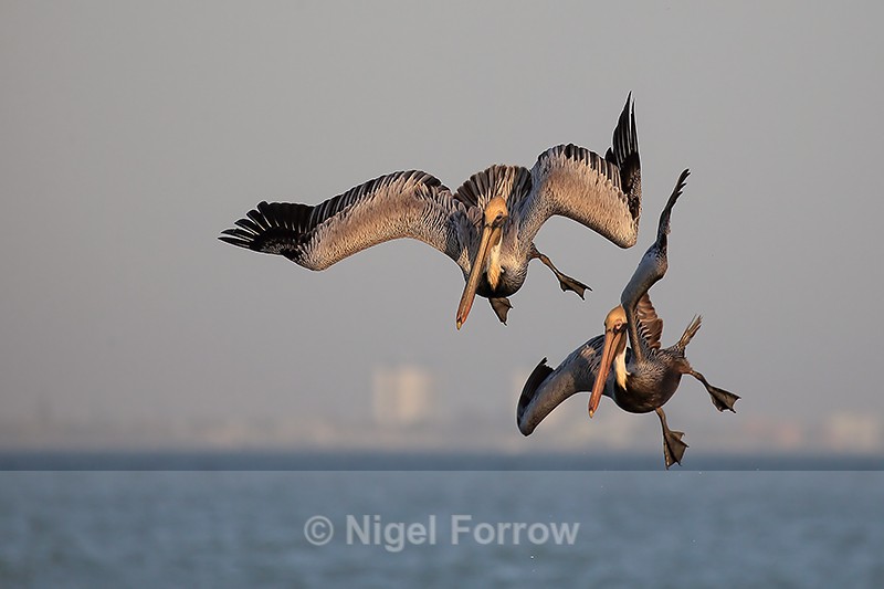Brown Pelicans begin dive, Sanibel Island, Florida - Brown Pelican