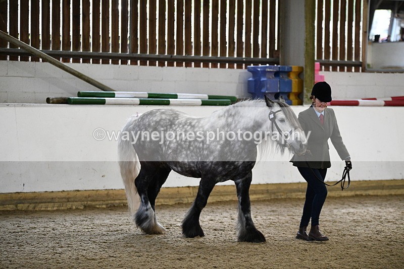 WJ5_4302 - Class 6 In hand M&M - Large Breeds