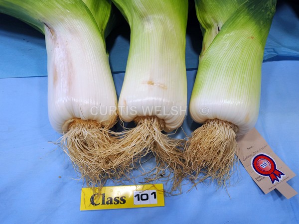 selected113 - EARLSTON FLOWER SHOW. 2025