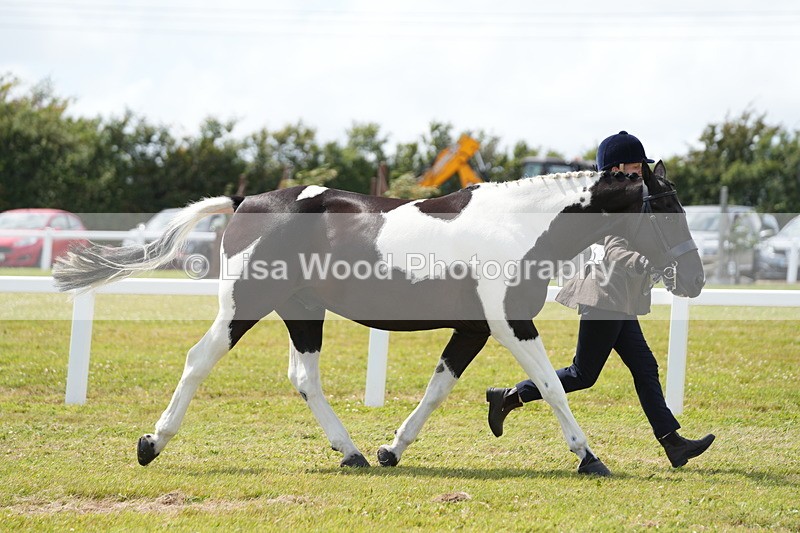DSC07017 - Class 61: Coloured Horse 4yrs & Over