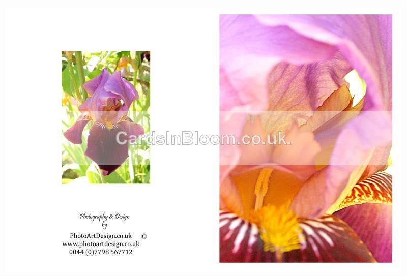 EX. IRIS 3 - THE IRIS CARD COLLECTION