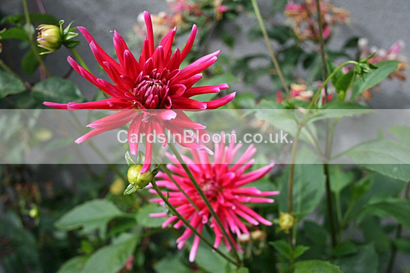 Dahlia - GARDEN FLOWERS