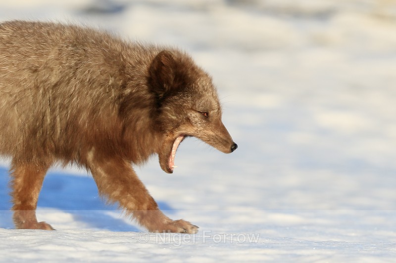 Dark Arctic Fox yawning, Svalbard, Norway - Arctic Fox