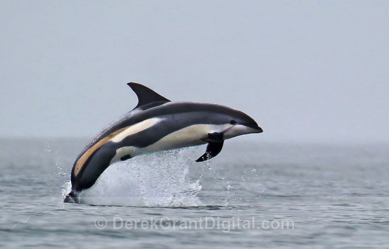 White-sided Dolphin Lagenorhynchus obliquidens - Whales / Sea Mammals